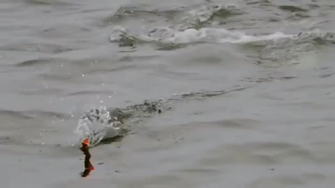 This is a beautiful and charming water-dwelling species