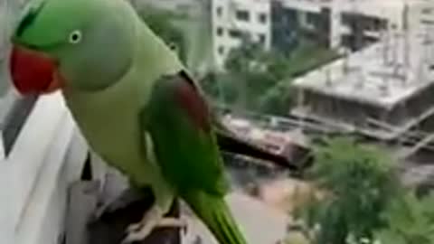 Parrot calling