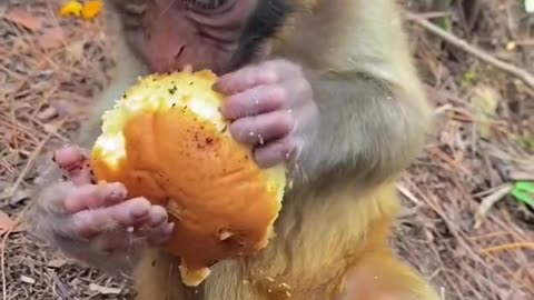 Monkey eating Bread 🤣🍞