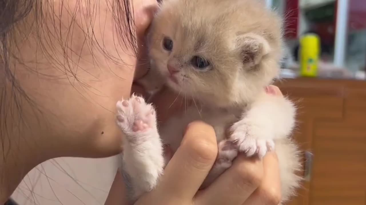 Cute kitten | Cat | kitten|