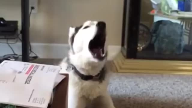 .Screaming Husky is Confused