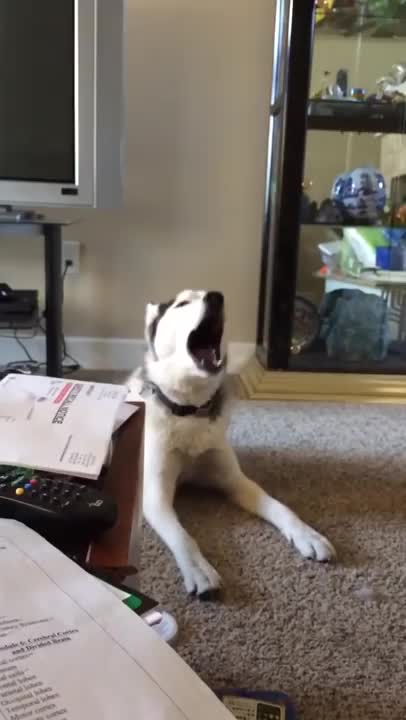 .Screaming Husky is Confused