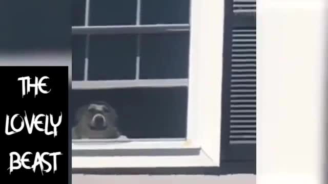 Dog Saying Goodbye to his Owner