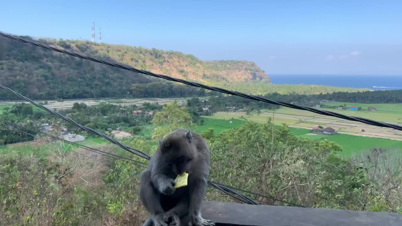 Monkeys eating crackers