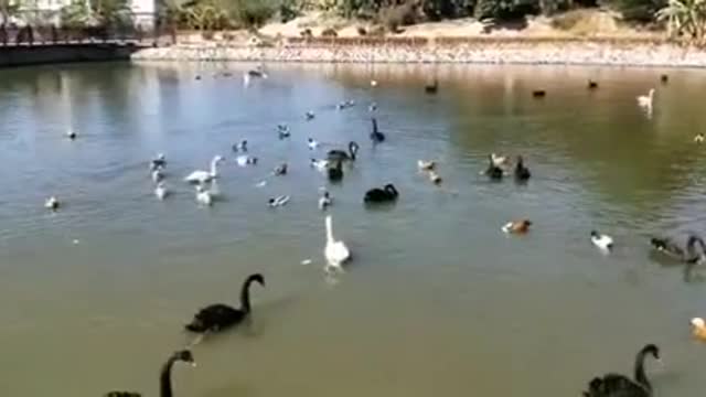 Ducks in the lake