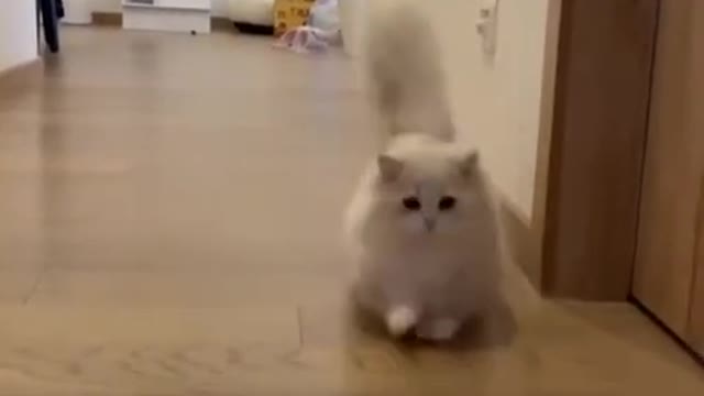 Cute white cat