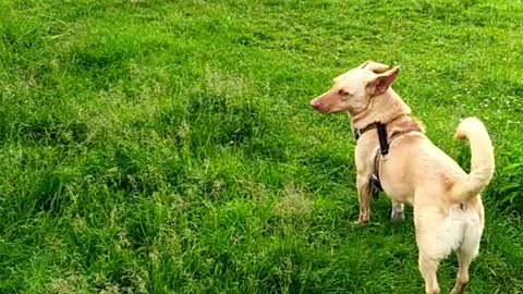 Our doggie and a calf