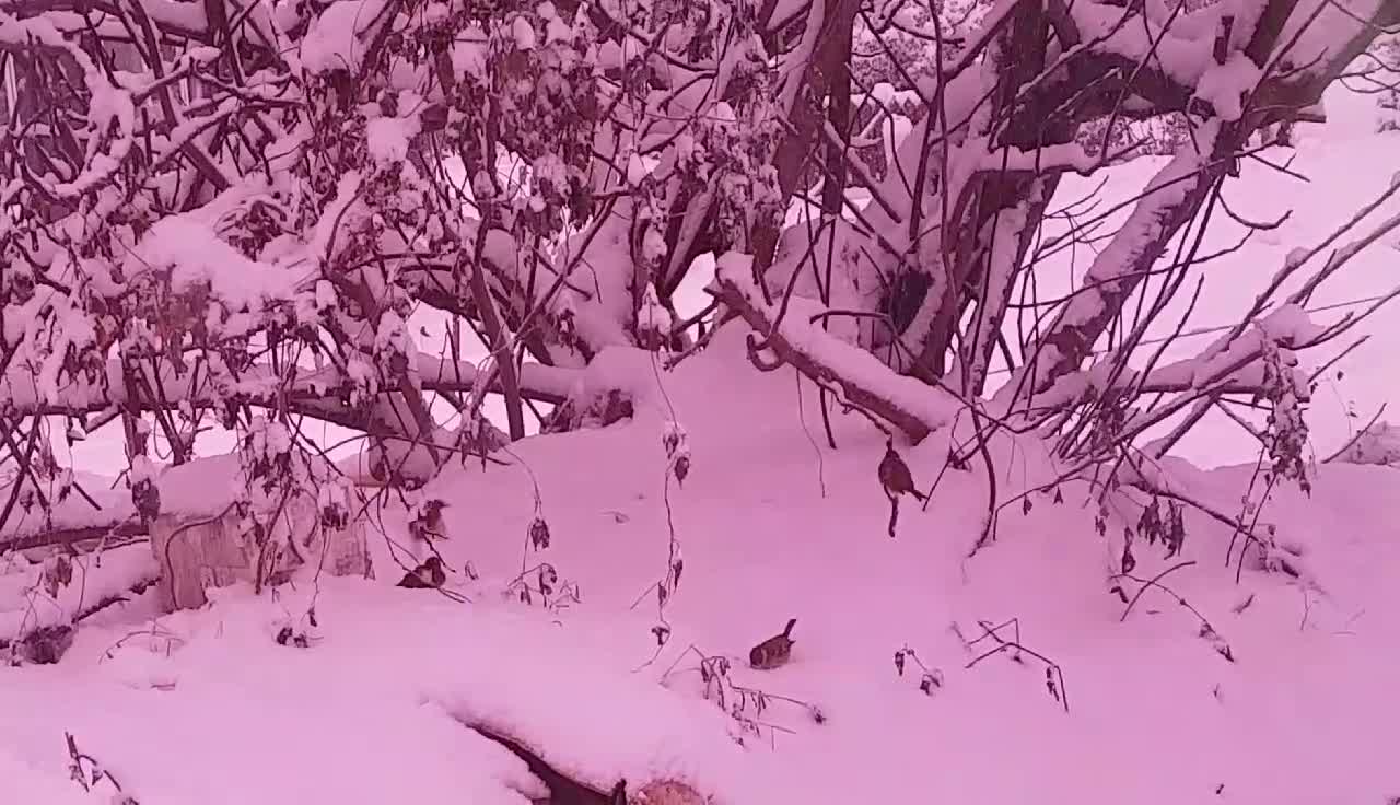 Sparrow on the first snowy day of winter