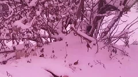 Sparrow on the first snowy day of winter