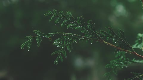 Wet Pine Tree Leaves in the Rain