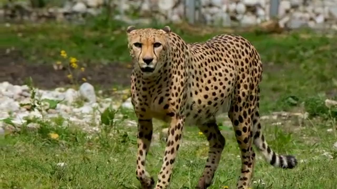 चीता और शेर की खूनी जंग cheeta /vs Sher ki fight #lionfight