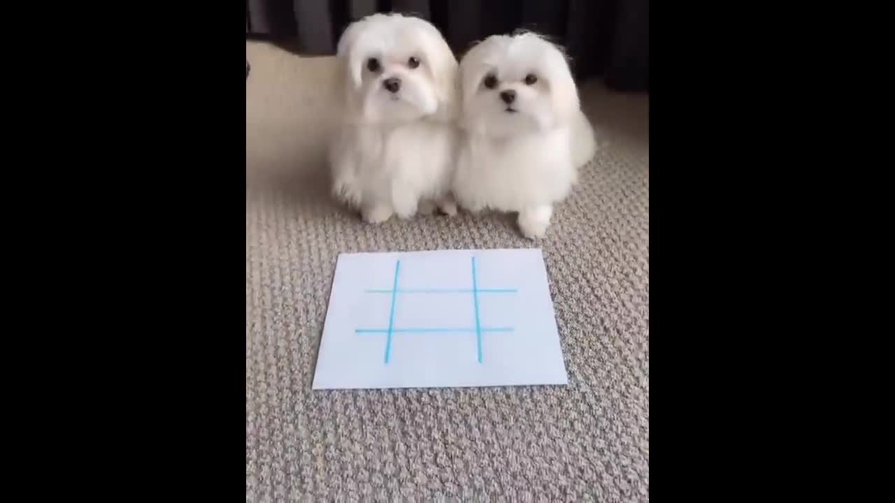 smart puppy