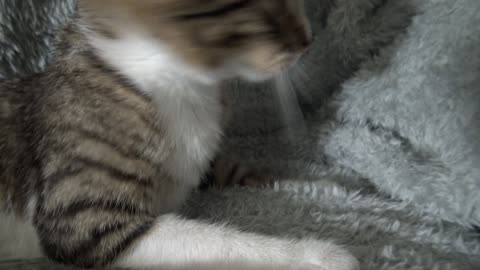 Kitten Wants to Smell the Camera