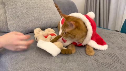 Reindeer otter and santa cat