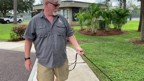 Puppy socializing to surfaces and obstacles