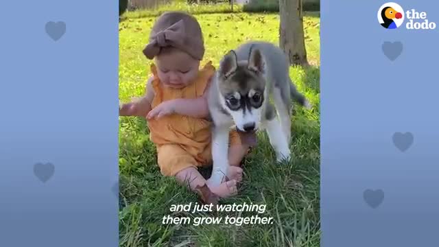 Baby Husky Grows Up With Baby Girl And They Do Everything Together - The Dodo Soulmates