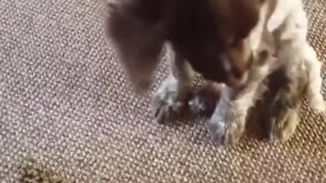 Funny and Cute compilation | Cute compilation. #shorts