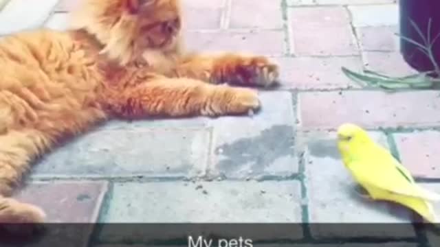 Pet Cat and Parrot enjoying together