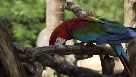 Macaw Parrot Feeding on a Branch - Macaw Parrot Feeding