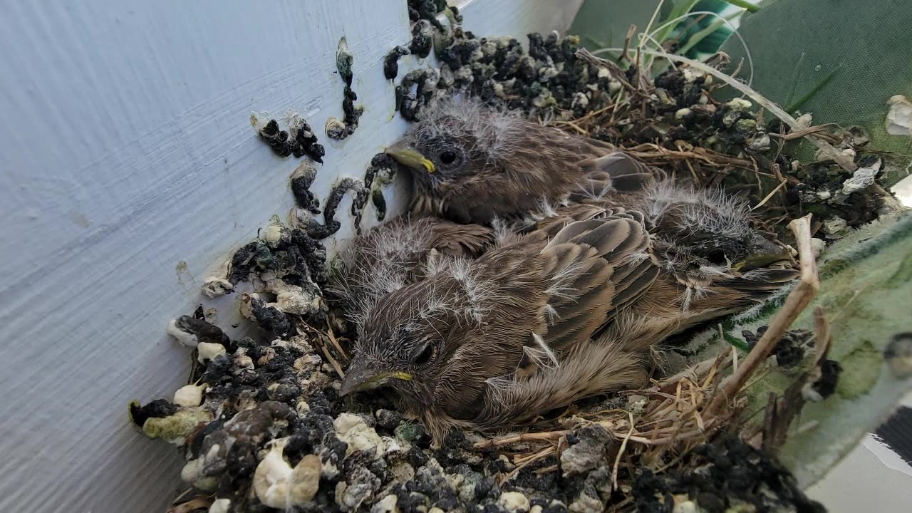 I'LL FLY AWAY / BABY BIRDS FOUND IN NEST ON CHURCH FRONT DOOR