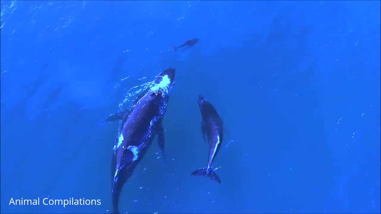 Wild Dolphins in HD