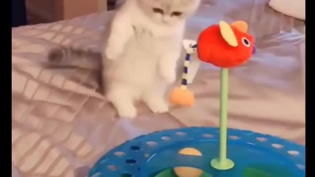 Cat Comedy Video Cat Funny video Part64 #CatShort #CatVideo