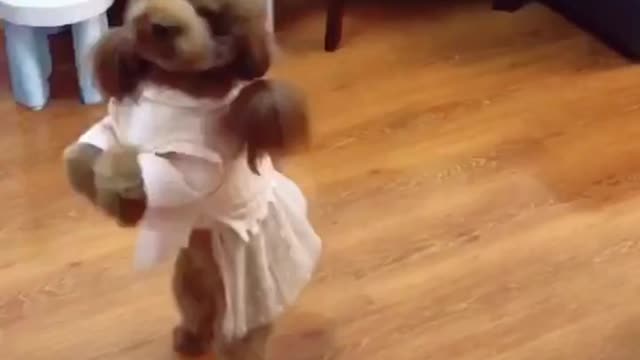 A day in the life of a teddy