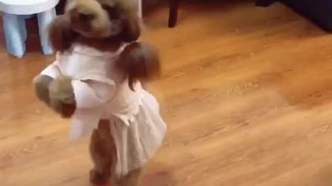 A day in the life of a teddy