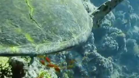 Fish swim leisurely in the water, in groups,