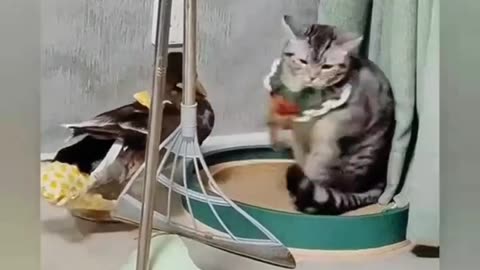 Funny cat short