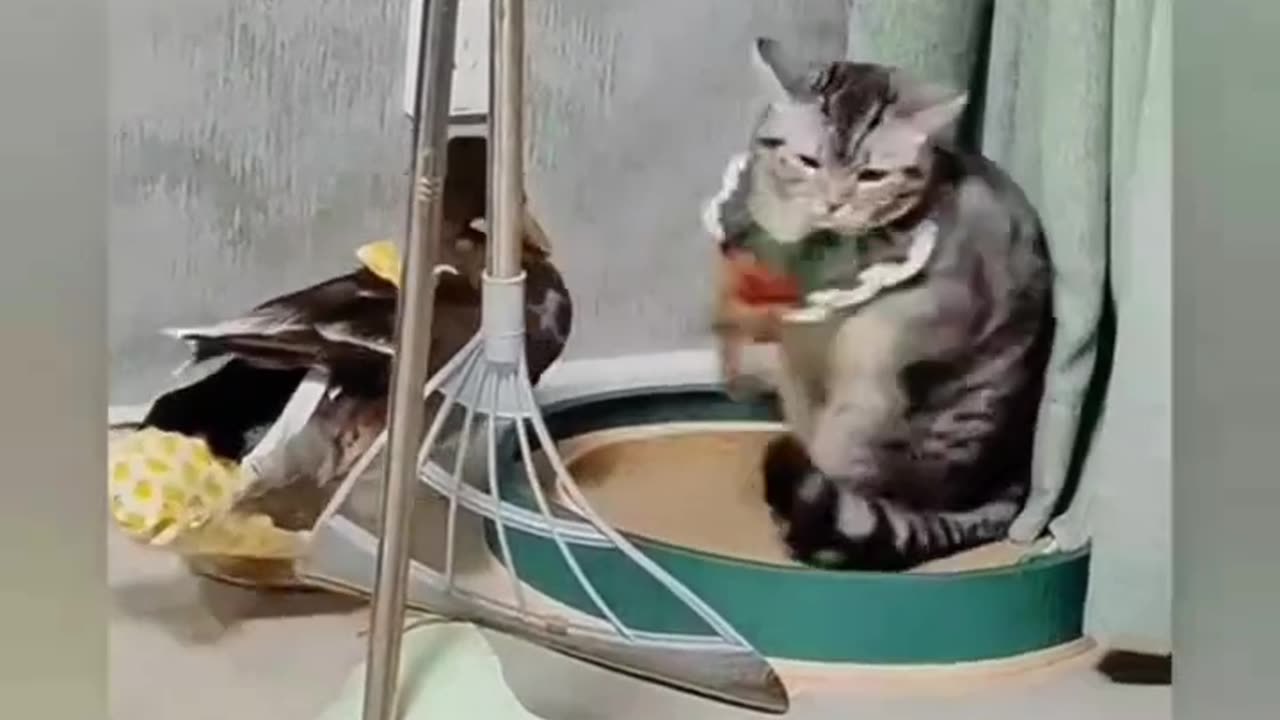 Funny cat short