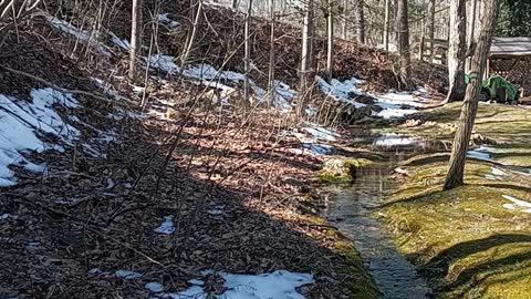 My Little Run Pond