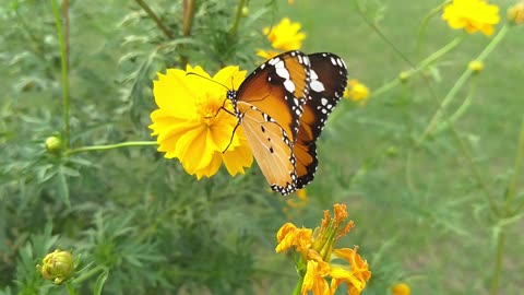 Colorful Butterfly on a Flower