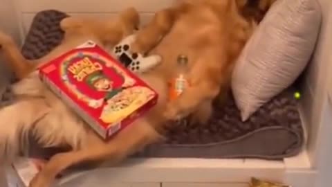 Best moments of pets# prank