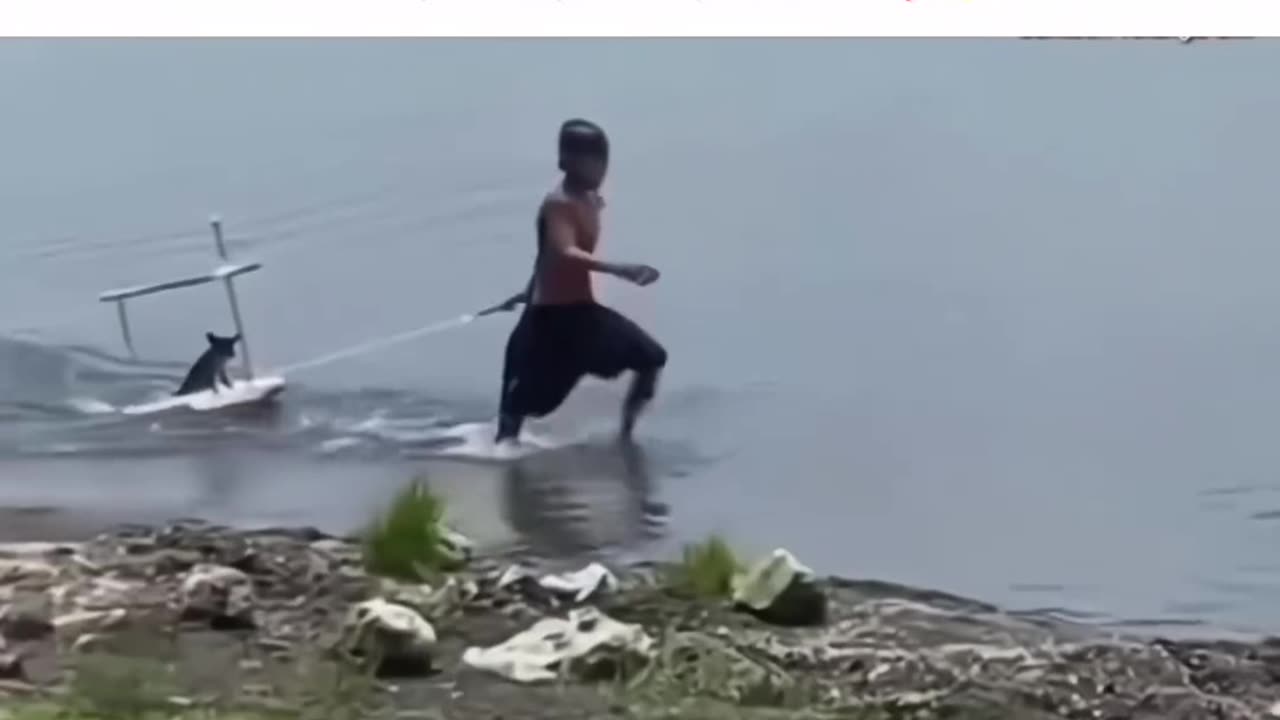 Animal better than humans now generation