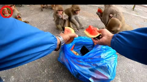 A group of monkey enjoying watermelon | feeding watermelon to the hungry money | monkey | animal