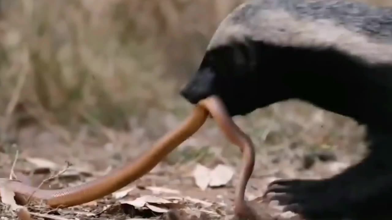 Nature's Predation: Honey Badger Takes Down and Devours a Snake!