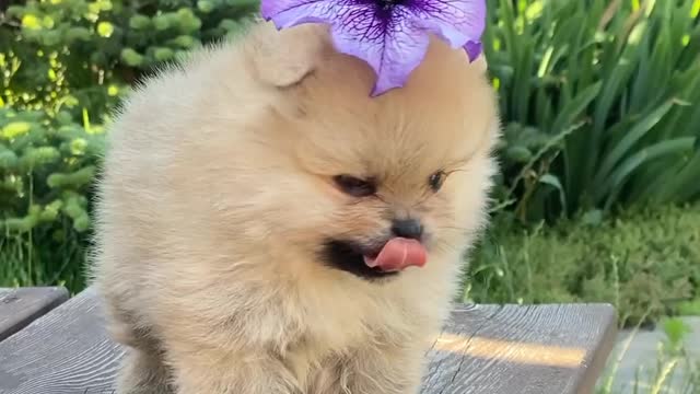 OMG so cute dogs 😍 | pappy enjoying together funn animals video
