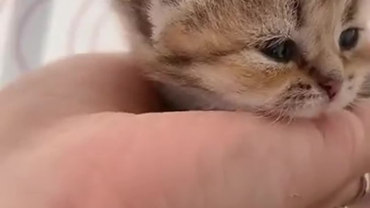 Cute Cats tutorial & Meowing Meow Kittens & Funny Meow Cat #Shorts #catmeow #cattoye