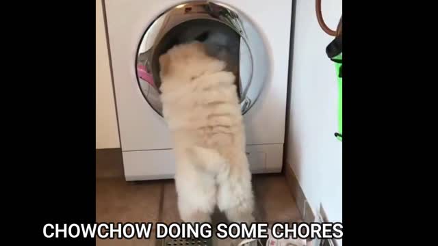 CHOW CHOW DOING SOME CHORES :)))))