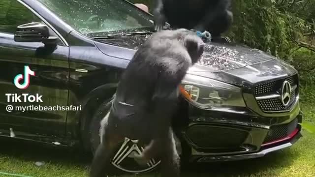 Amazing monkey clean luxury car😂😂