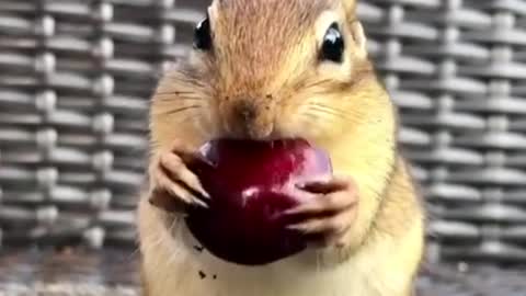 Squirrels Hilarious moments