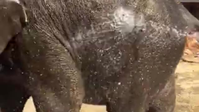 Most Funny Pet - Cutest baby elephant Videos | Cute moment of the animals