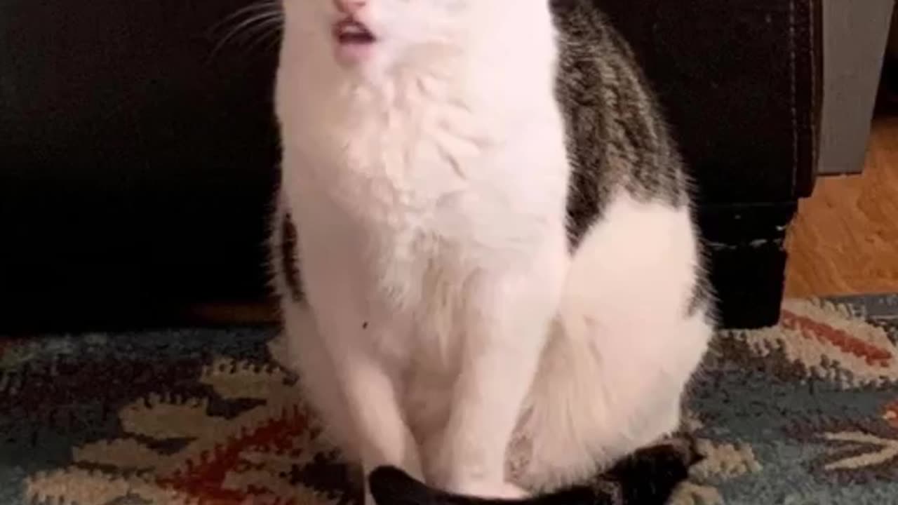 Funny cat video