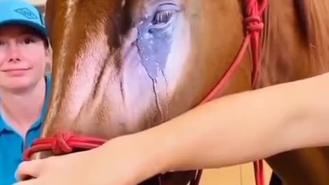 Heal the horse's eyes