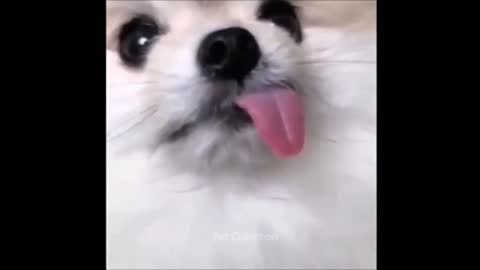 amazing and funny pet videos