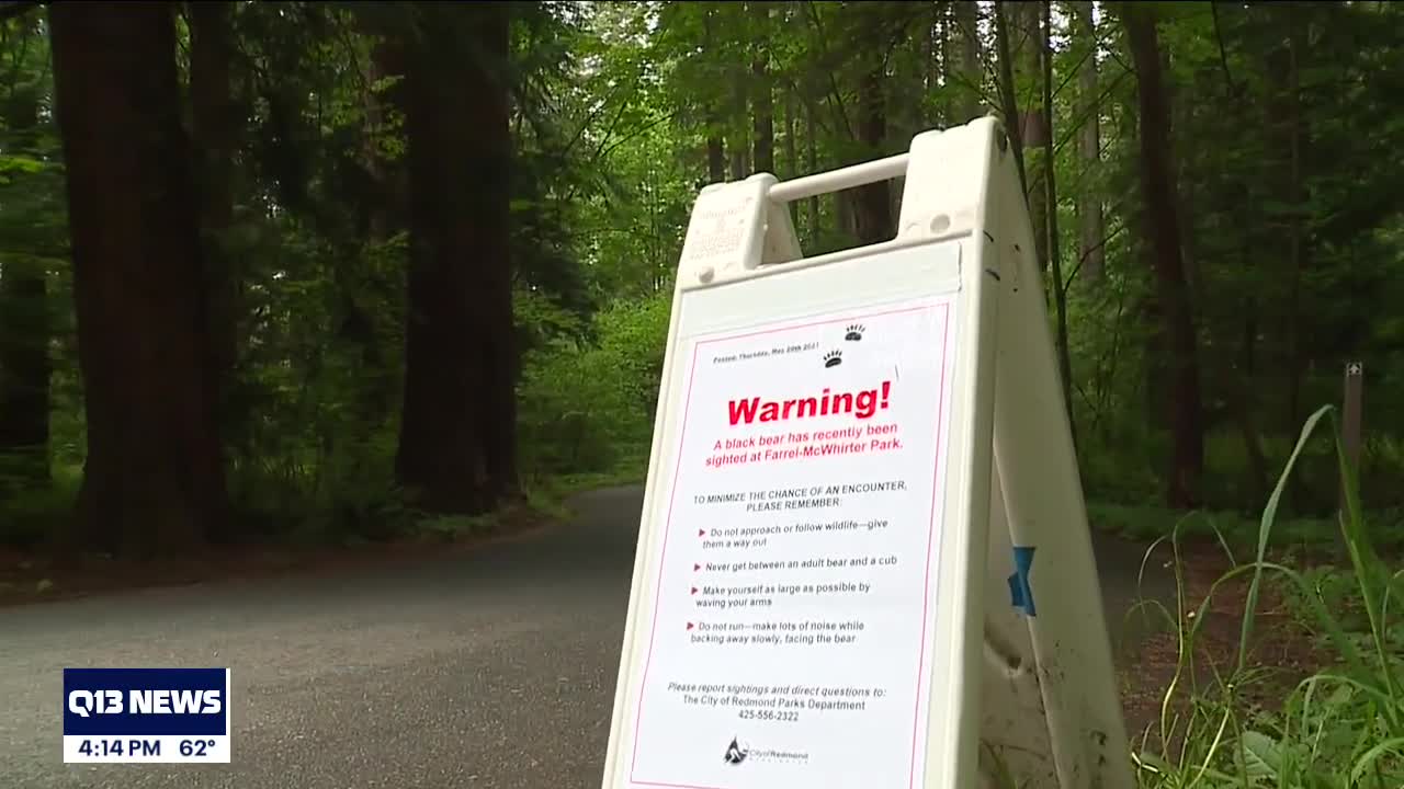 Sammamish family captures footage of black bears in backyard