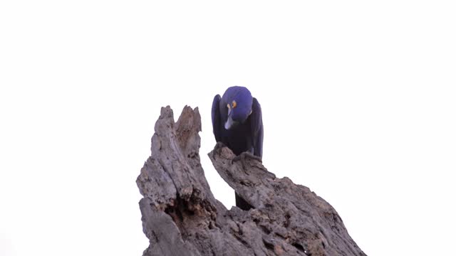 Hyacinth macaw