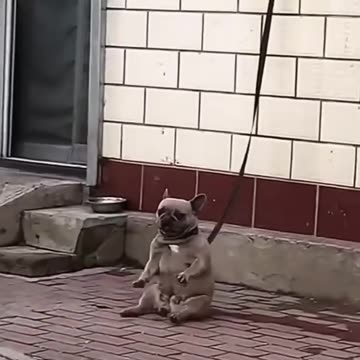 Little dog dancing 😁🐶