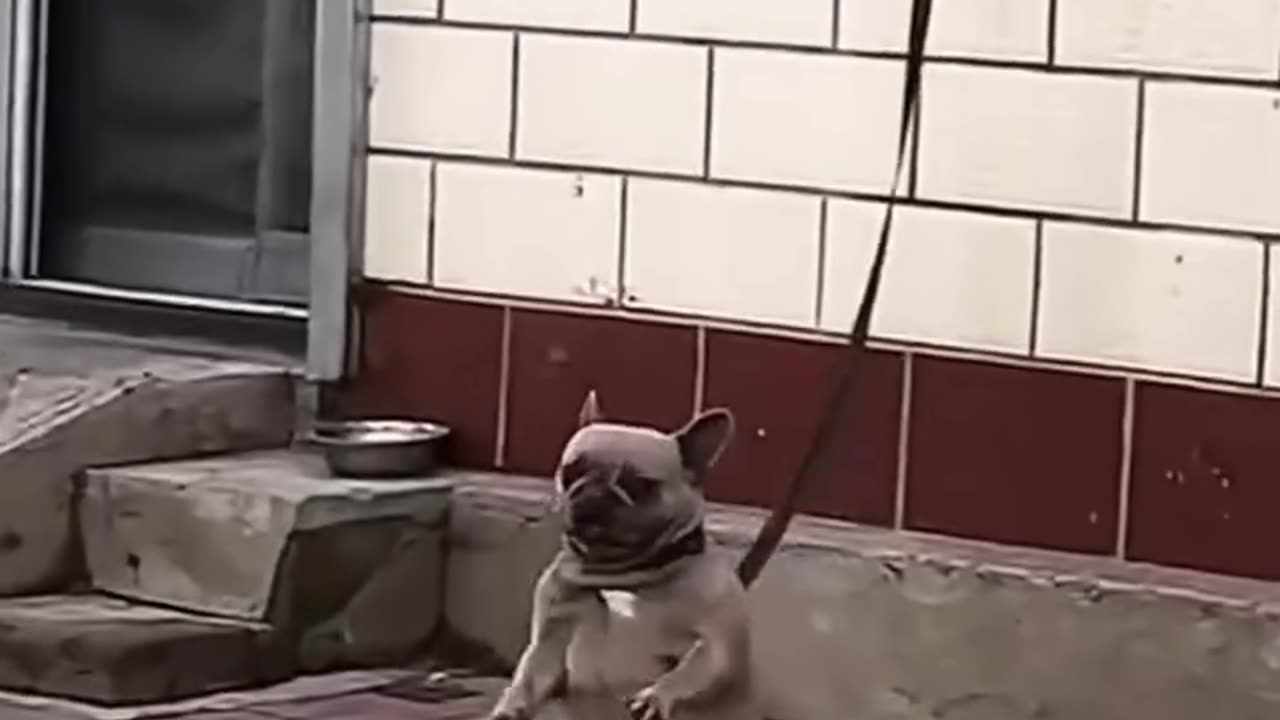 Little dog dancing 😁🐶